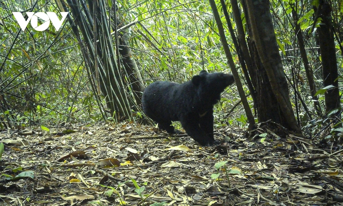 Sun bear discovered at Chu Mom Ray National Park